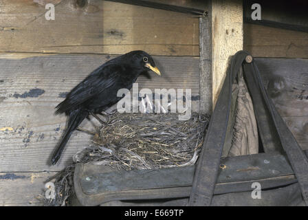 Blackbird - Turdus merula - mâle au nid Banque D'Images