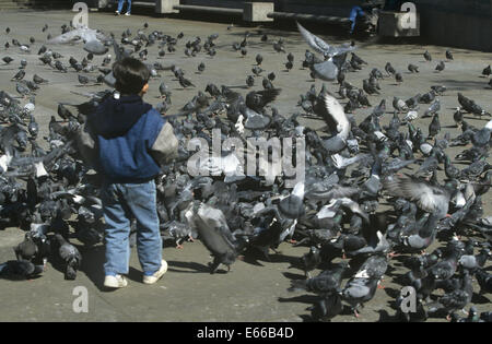 Pigeon ou le pigeon biset - Columba livia Banque D'Images