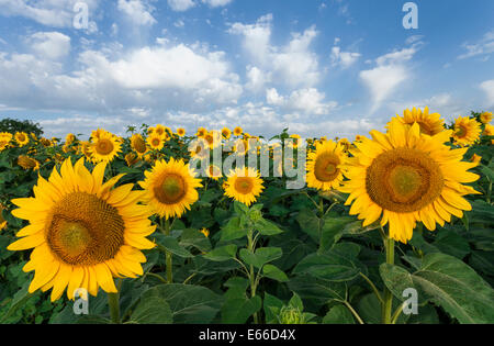 Tournesols sur fond de ciel bleu. Champ d'été. Banque D'Images