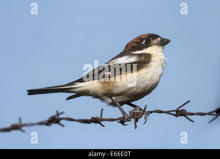 Woodchat Shrike (Lanius - sénateur Banque D'Images