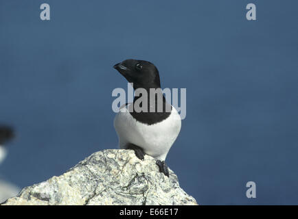 Petit pingouin - Alle alle Banque D'Images