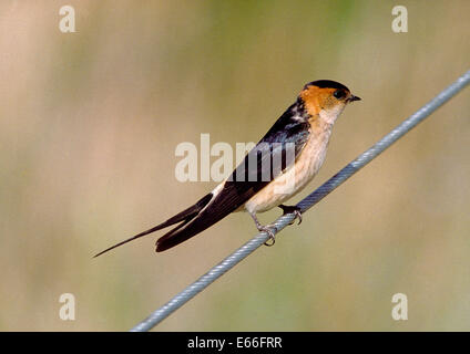 Hirondelle rousseline Hirundo daurica - Banque D'Images