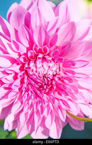 Fleur dahlia colorés avec des gouttes de rosée du matin Banque D'Images