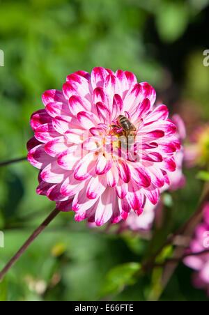 Fleur dahlia colorés avec bee Banque D'Images