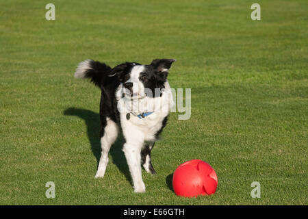 Chien Border Collie avec une boule rouge Banque D'Images