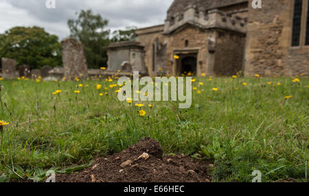 Bampton, Oxfordshire, UK. 16e Août, 2014. Les taupes ont mis à jour une partie de la sinistre demeure d'un résident de l'église de St Mary's Church dans Bampton, Oxfordshire. L'église St Mary est mieux connu sous le nom de St Michel et tous les anges dans la populaire série télévisée Downton Abbey. Il a été l'hôte d'un certain nombre d'événements dramatiques dont les baptêmes, mariages, funérailles, et d'un jilting à l'autel. Credit : Desmond Brambley/Alamy Live News Banque D'Images