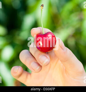 Cerise rouge dans la main de womans outdoor Banque D'Images