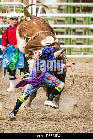 Rodeo clowns, bull riding la concurrence, Chaffee County Fair & Rodeo Banque D'Images