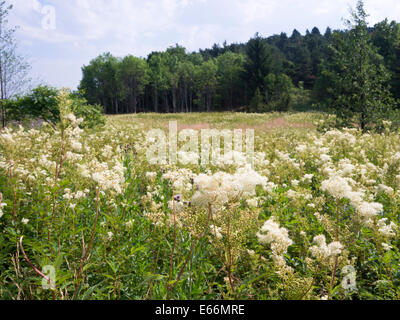 La reine-des-Prés ou de l'hydromel ou millepertuis, Filipendula ulmaria, un champ d'été à Oslo Norvège Banque D'Images