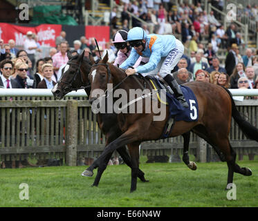 Newmarket, au Royaume-Uni. 16e Août, 2014. Meilleur de la Journée du sport. Fattsota sous Pat Dobbs remportant le Betfair prend en charge le bien-être de course Handicap Stakes. Credit : Action Plus Sport/Alamy Live News Banque D'Images