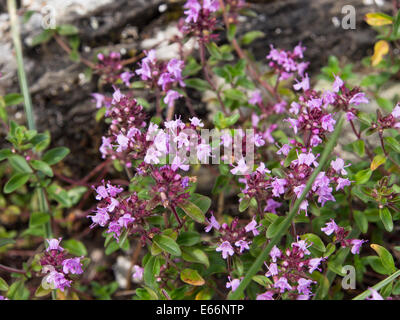 Le thym sauvage, Thymus vulgaris, volontiers de plus en plus sur une île dans le fjord d'Oslo, Norvège Banque D'Images