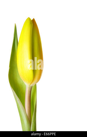 Tulipe jaune isolé sur fond blanc Banque D'Images