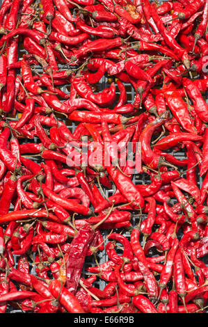 Des piments en vente au marché coréen, Pusan, Corée du Sud. Banque D'Images