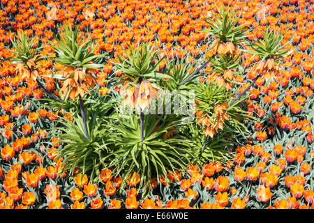 Fritillaria imperialis avec fleurs et tulipes - tout en orange Banque D'Images