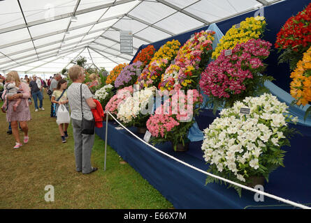 Le Merseyside (Royaume-Uni). 15e Août, 2014. Des milliers de gens se sont rendus, le deuxième jour de la Southport Flower Show de profiter du soleil et de l'affiche colorée de fleurs,fruits et légumes ainsi qu'une variété d'étals et de divertissement. Credit : Pak Hung Chan/Alamy Live News Banque D'Images