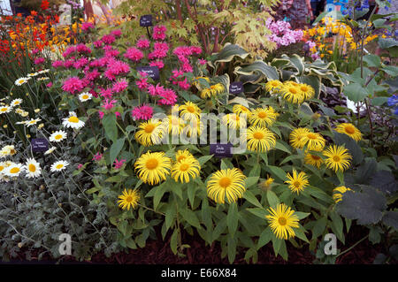 Le Merseyside (Royaume-Uni). 15e Août, 2014. Des milliers de gens se sont rendus, le deuxième jour de la Southport Flower Show de profiter du soleil et d'admirer les affichages colorés de fleurs,fruits et légumes ainsi qu'une variété d'étals et de divertissement. Credit : Pak Hung Chan/Alamy Live News Banque D'Images