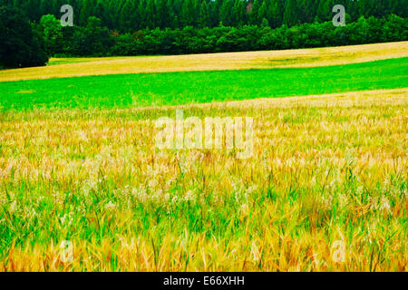 Paysage rural près de Cracovie, dans le sud de la Pologne. Triticale, un hybride de blé et de seigle poussant sur un terrain. Banque D'Images