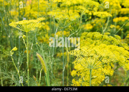 Floraison jaune aneth herbes au jardin en été 24 Banque D'Images