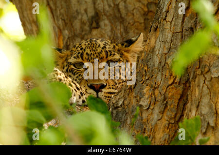 En haut dans l'arbre, les léopards sont à la maison à l'abri des lions et des hyènes, peeking through les feuilles Banque D'Images