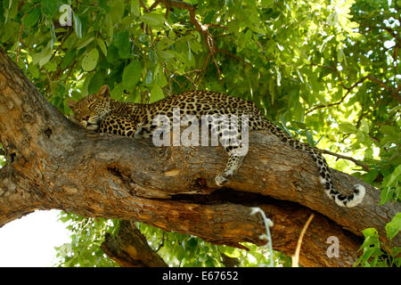 En haut dans l'arbre, les léopards sont à la maison à l'abri des lions et des hyènes, recroquevillé en appui avec les jambes pendantes Banque D'Images