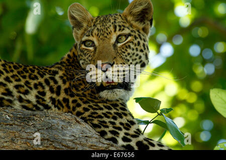 En haut dans l'arbre, les léopards sont à la maison à l'abri des lions et des hyènes, Close up belle tête étude d'un superbe leopard Banque D'Images