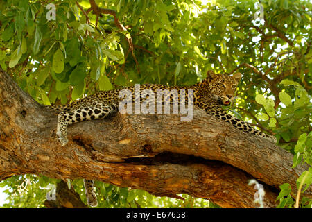 En haut dans l'arbre, les léopards sont à la maison à l'abri des lions et des hyènes qu'ils ont de très fortes des muscles du cou et de la mâchoire Banque D'Images