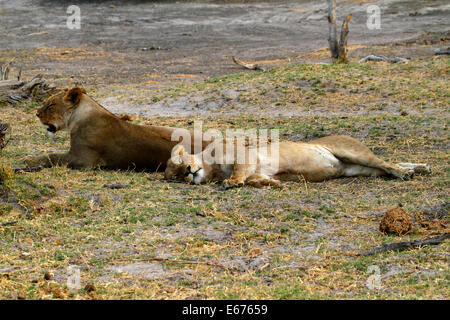 Une troupe de lions au Botswana, l'Afrique du farniente que les lions ne pendant les heures de jour Banque D'Images