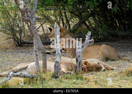 Une troupe de lions au Botswana, l'Afrique du Sud se reposant à l'ombre du bush veld comme ils sont chasseurs crépusculaires Banque D'Images