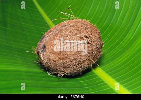 Ensemble de la noix de coco dans une grande feuille verte. Banque D'Images