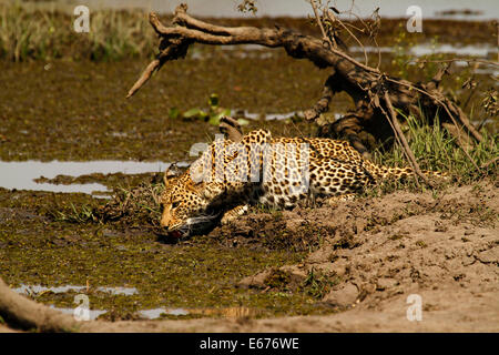 Belle grande Leopard d'or, gold light haze autour comme approches crépuscule, chasse de temps pour ce prédateur l'un des cinq grands de l'Afrique Banque D'Images