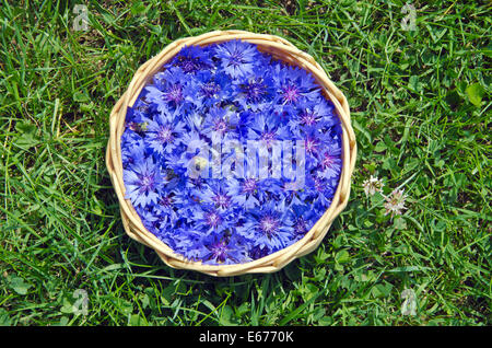 Très belle fleur de lys médical dans le panier sur l'herbe Banque D'Images