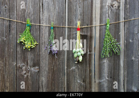 Fleurs herbes médicales bunch et têtes de pavot sur l'ancien mur en bois Banque D'Images