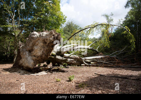 Arbre tombé en anglais montrant la motte de bois de hêtre Fagus silvatica Banque D'Images