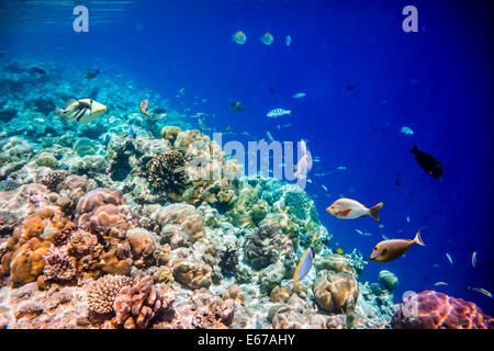 Récif avec une variété de coraux durs et mous et des poissons tropicaux. Banque D'Images