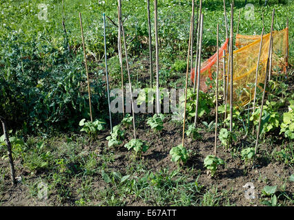 Petite maison jardin biologique avec des légumes Banque D'Images