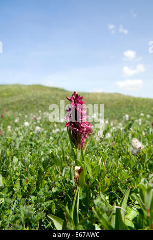 Début Marsh Orchid var. coccinea Dactylorhiza incarnata subsp. coccinea, réserve naturelle nationale de Kenfig, Porthcawl, Nouvelle-Galles du Sud, Banque D'Images