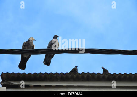 Deux pigeons perchés sur la ligne électrique aérienne et deux sur le toit Banque D'Images