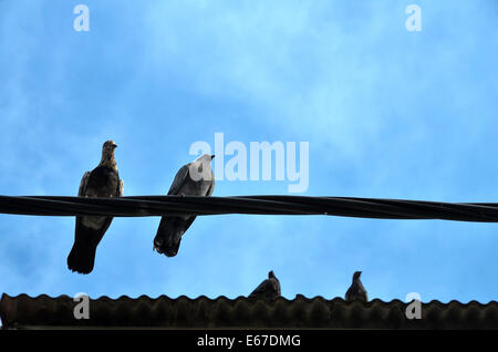 Deux pigeons perchés sur la ligne électrique aérienne et deux sur le toit Banque D'Images