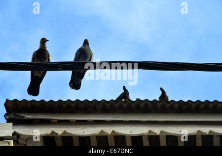 Deux pigeons perchés sur la ligne électrique aérienne et deux sur le toit Banque D'Images