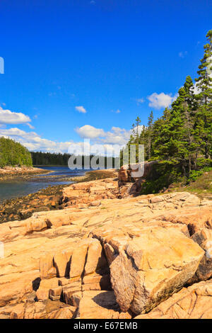 Sentier de Ship Harbour, l'Acadia National Park, Maine, USA Banque D'Images