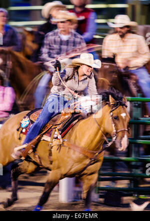 Cowgirl à cheval en concurrence dans le dispositif de retenue de l'événement au lasso, Chaffee County Fair & Rodeo Banque D'Images