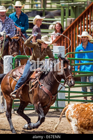 Cowgirl à cheval en concurrence dans le dispositif de retenue de l'événement au lasso, Chaffee County Fair & Rodeo Banque D'Images