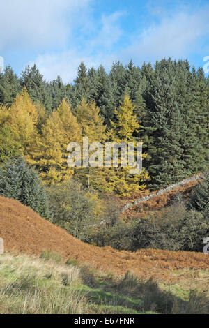 Le mélèze et l'épicéa de sitka vu sur bracken en automne, forêt de kielder, Northumberland, England, UK. Banque D'Images