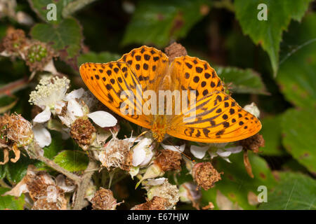 Silver mâle fritillary Argynnis paphia, lavés de nectar sur les fleurs, ronce Banque D'Images