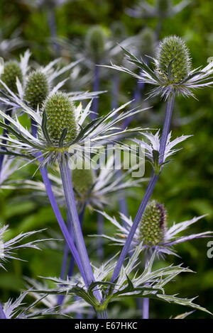 Les tiges et les bractées bleu hérissés de soutien les capitules de Eryngium x zabelii' 'Ultra Forncett Banque D'Images