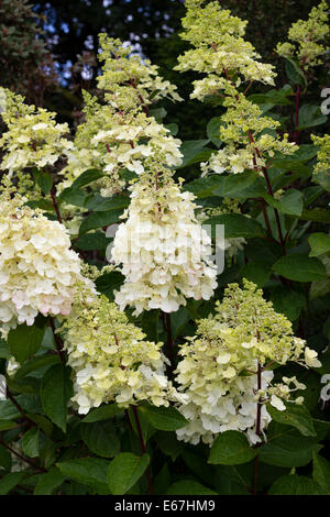 Les panicules de Hydrangea paniculata 'Pinky Winky' Banque D'Images