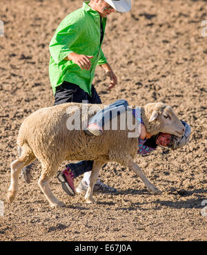 Jeune enfant équitation un mouton dans le mouton busting, 3,192 Chaffee County Fair & Rodeo Banque D'Images