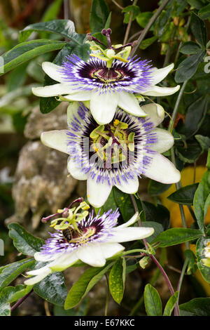 Les fleurs de la passiflore bleue hardy, Passiflora caerulea Banque D'Images