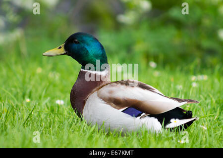 Mallard Drake debout sur l'herbe. Banque D'Images