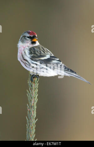 Sizerin flammé - Carduelis flammea - homme adulte Banque D'Images